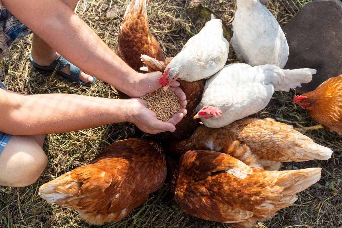 Farmer feeding hen of chickens with a grain.