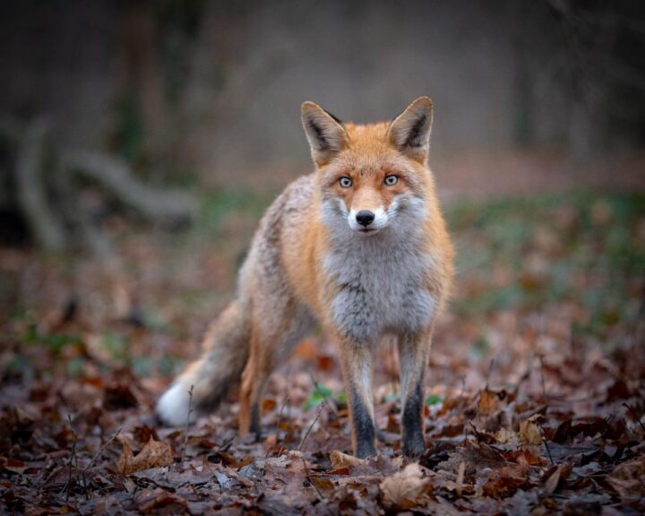 Do Foxes Eat Chicken Eggs? (Yep! Here's What To Do) Chicken & Chicks Info