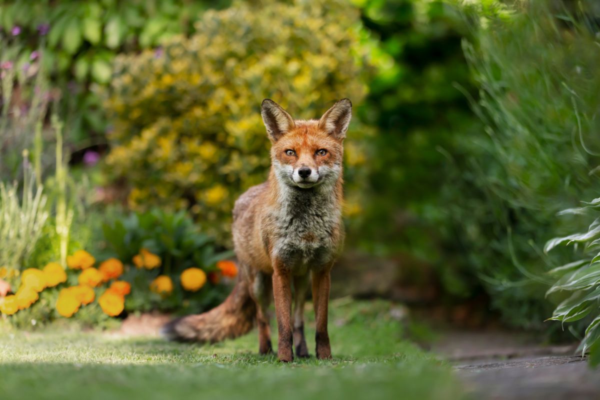 Young fox standing in a backyard.