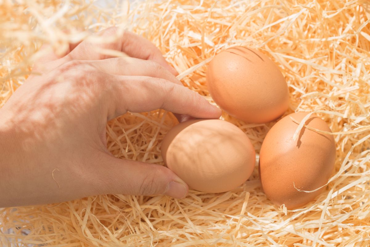 Hand touching eggs in a nest.