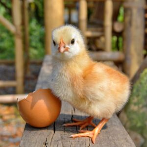 Cute yellow chick standing on a wooden board next to an egg shell.