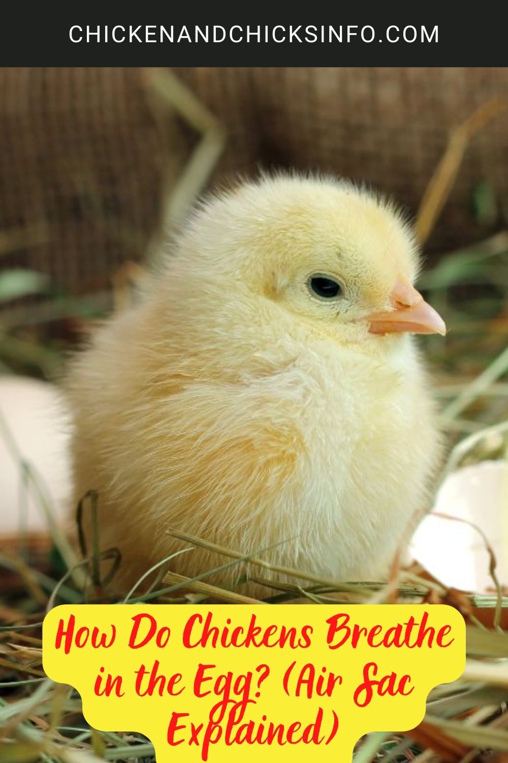 How Do Chickens Breathe in the Egg?poster