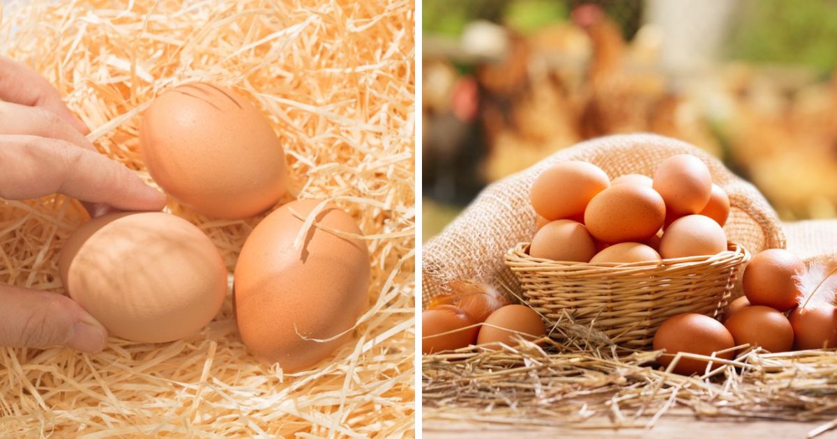 How Do Chickens Make Egg Shells? (It's Fascinating) Chicken & Chicks Info