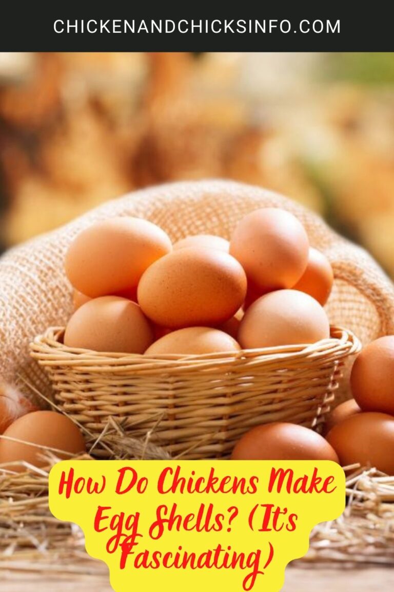 How Do Chickens Make Egg Shells? (It's Fascinating) Chicken & Chicks Info