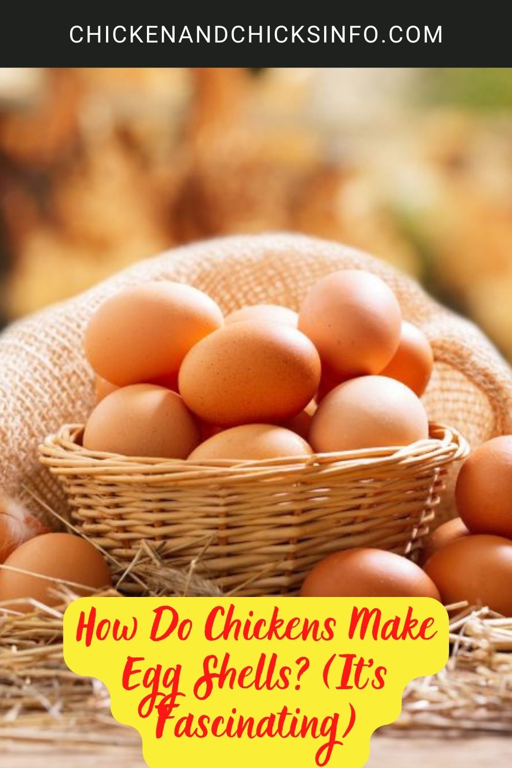 How Do Chickens Make Egg Shells? poster.
