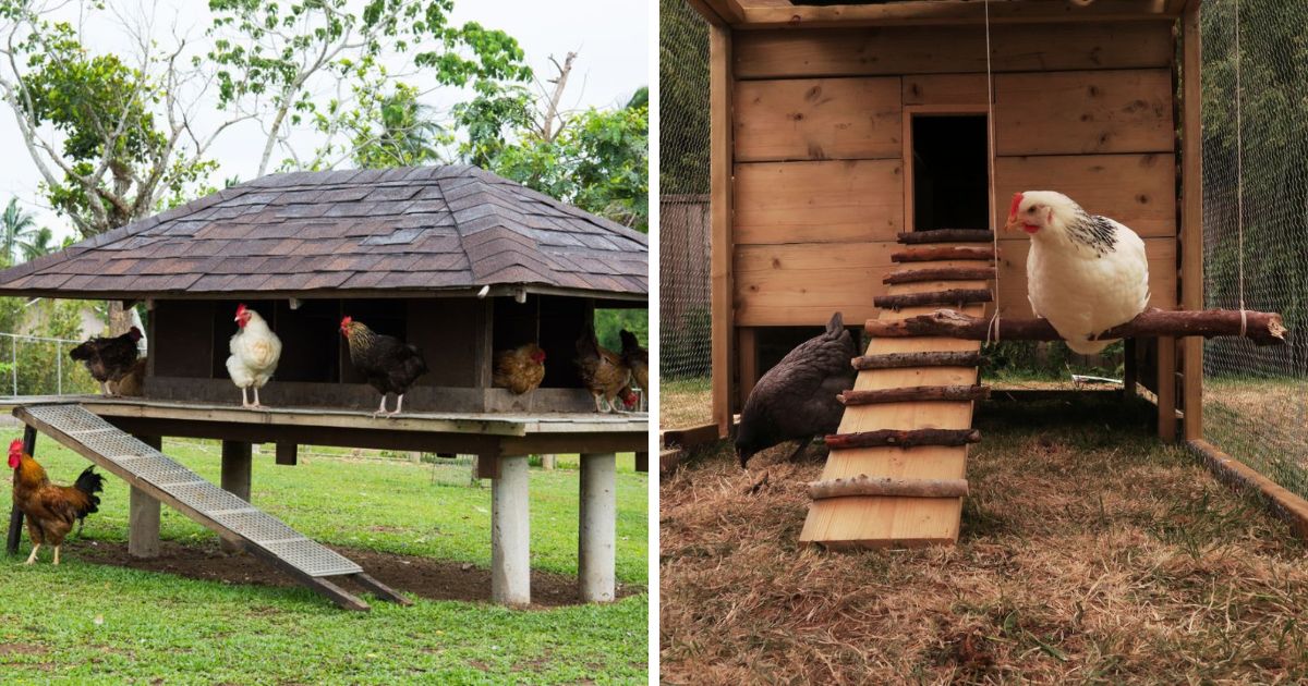 how-high-should-a-chicken-coop-be-off-the-ground-answered-chicken