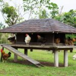 Bunch of chickens sitting in a modern looking coop.