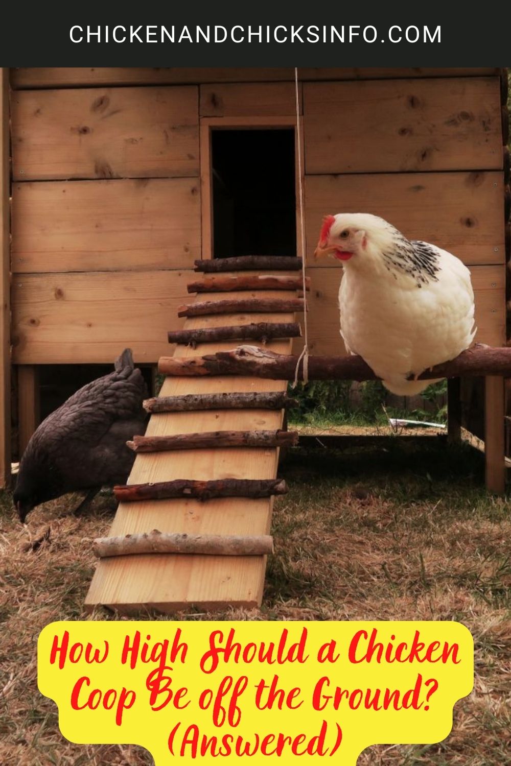 How High Should a Chicken Coop Be off the Ground? (Answered) poster.