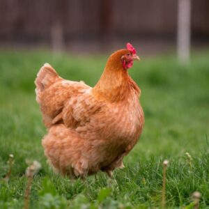 Brown chicken standing on green grass.