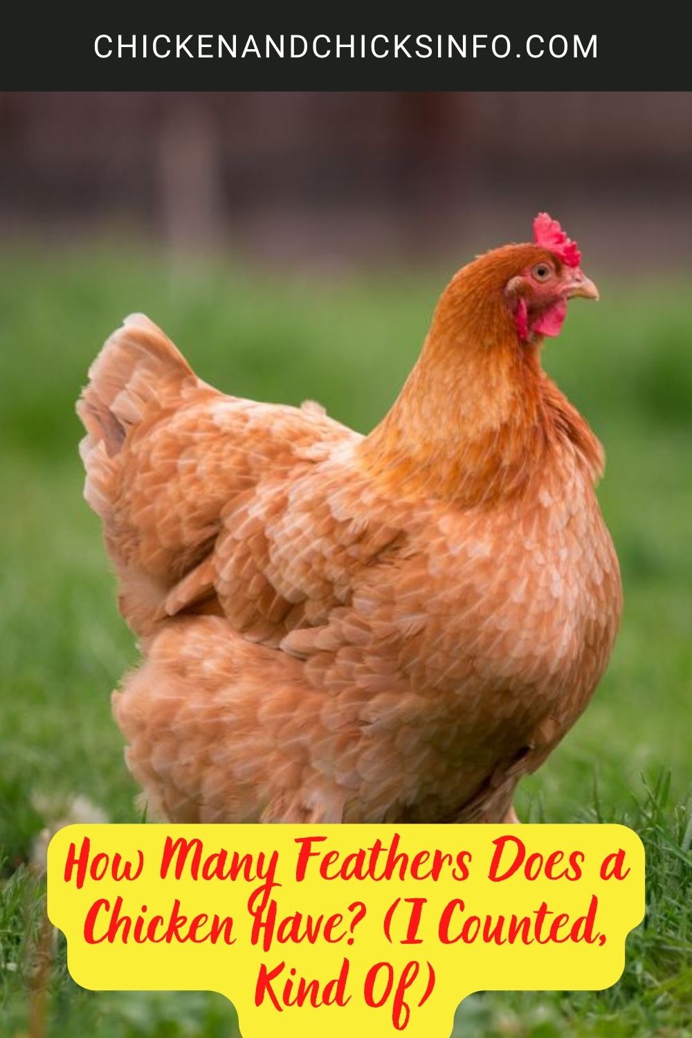 How Many Feathers Does a Chicken Have? (I Counted, Kind Of) poster.
