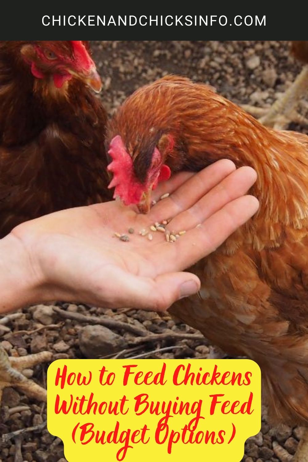 How to Feed Chickens Without Buying Feed poster.
