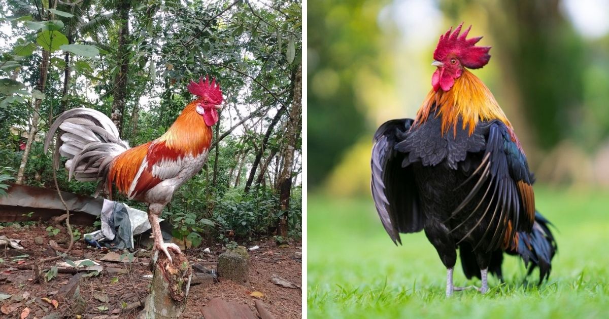 How to Tell if a Chicken Is a Rooster (5 Key Differences) Chicken
