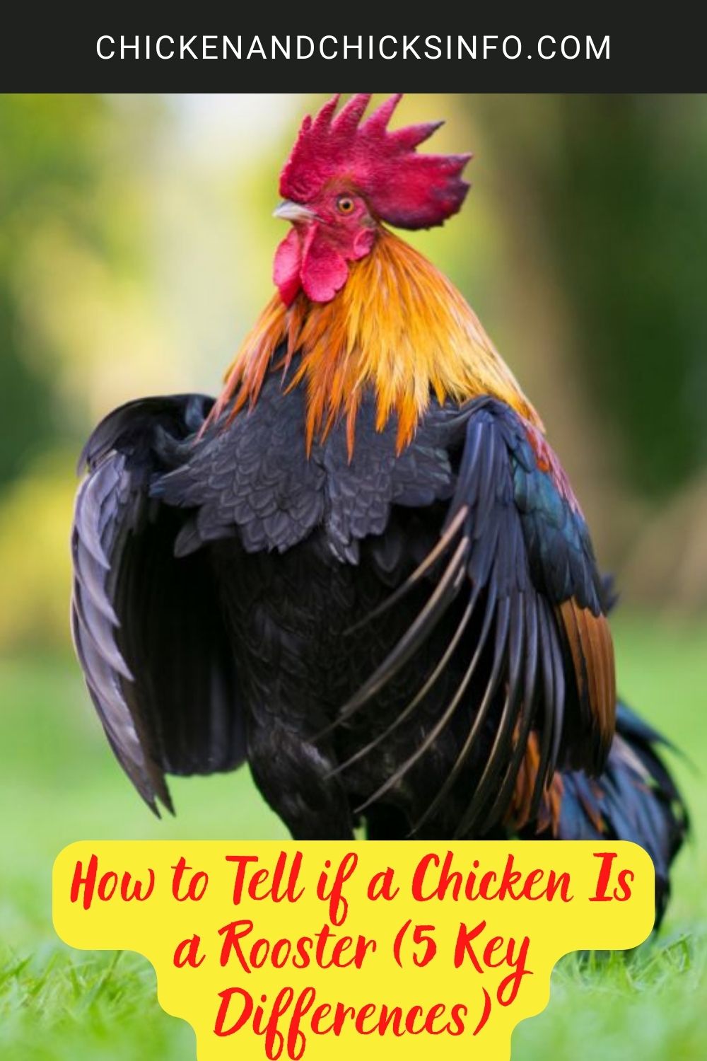 How to Tell if a Chicken Is a Rooster poster.