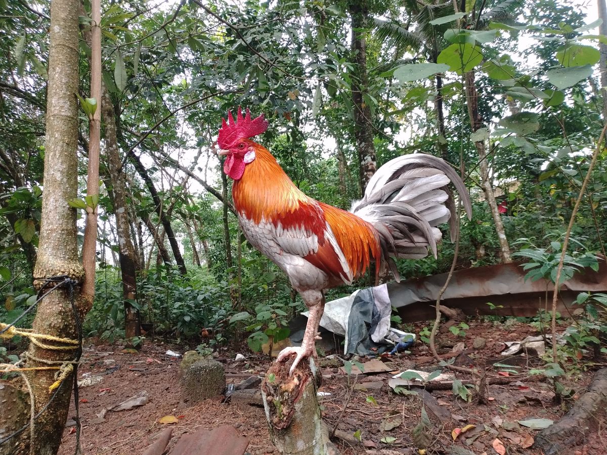 Beautiful colorful Indian rooster standing on a stump.