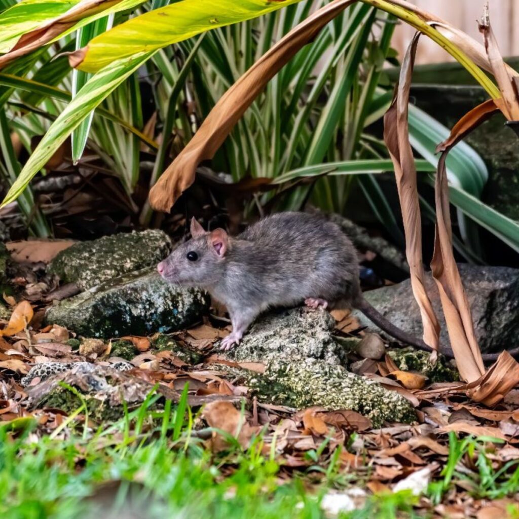Using Chicken Manure for Tomatoes (A Powerful Fertilizer!) Chicken & Chicks Info