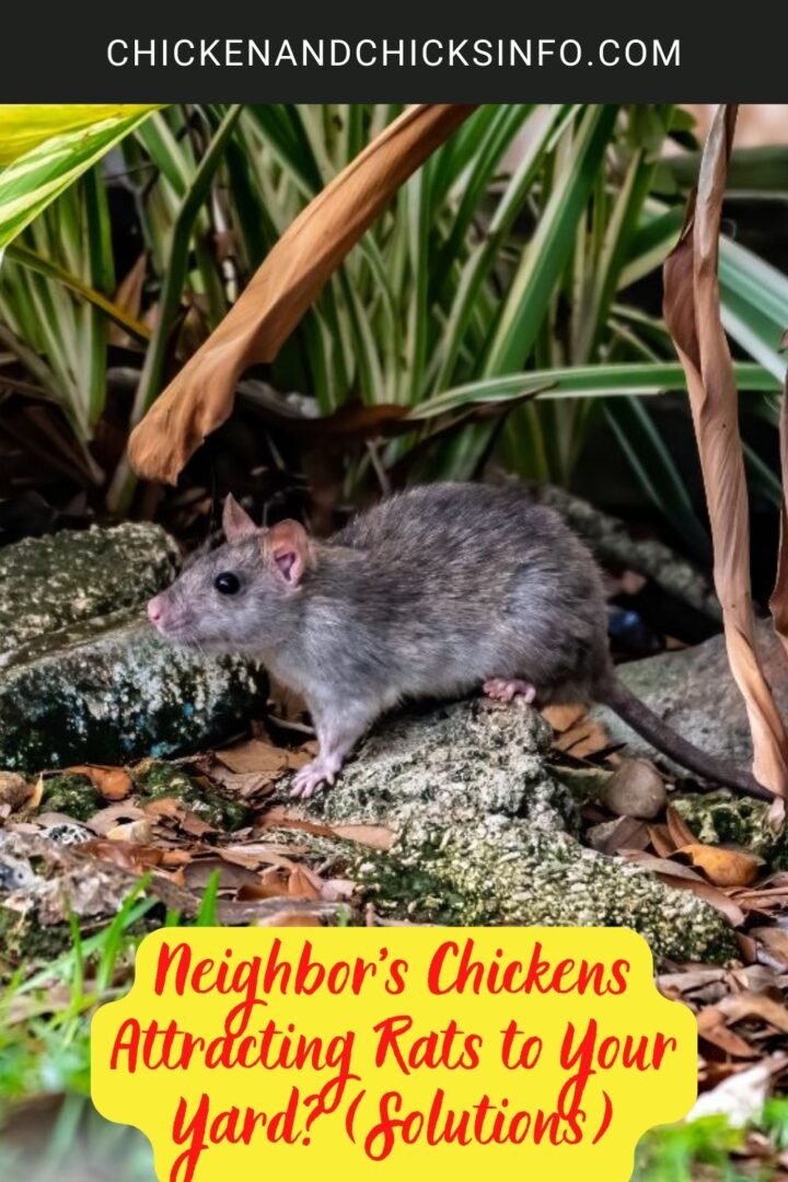 Neighbor’s Chickens Attracting Rats to Your Yard? (Solutions) Chicken & Chicks Info