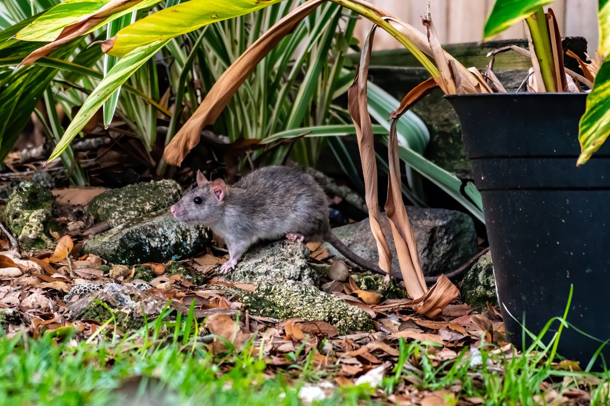 Young rat standing on a rock in a backyard.
