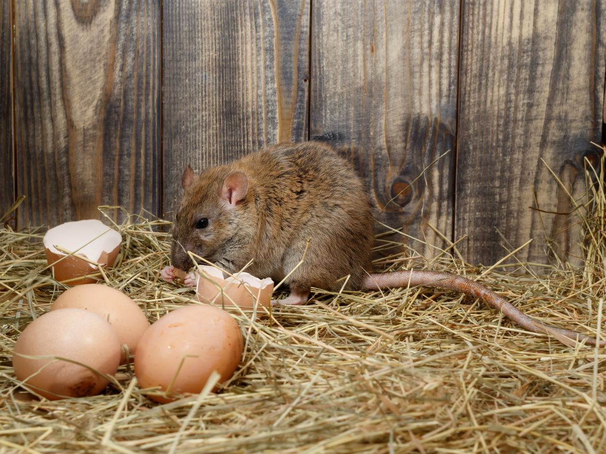 Rat eating an egg in a chicken nest.