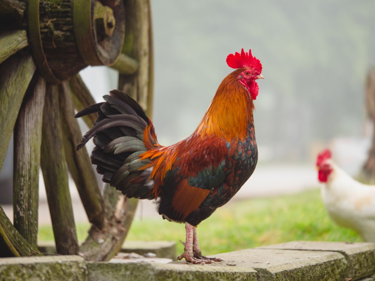 Beautiful colorful rooster standing on a pavement near a wooden wheel.