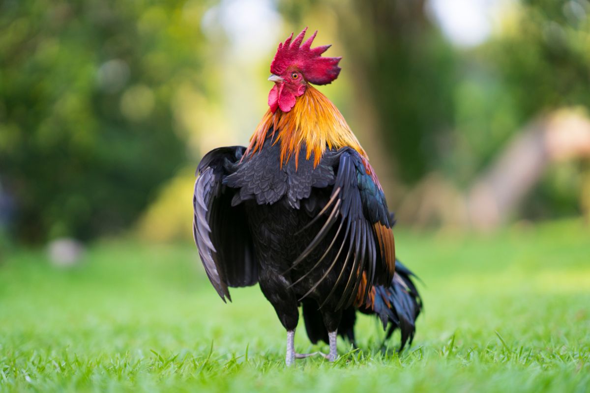 Beautiful colorful rooster on green grass.