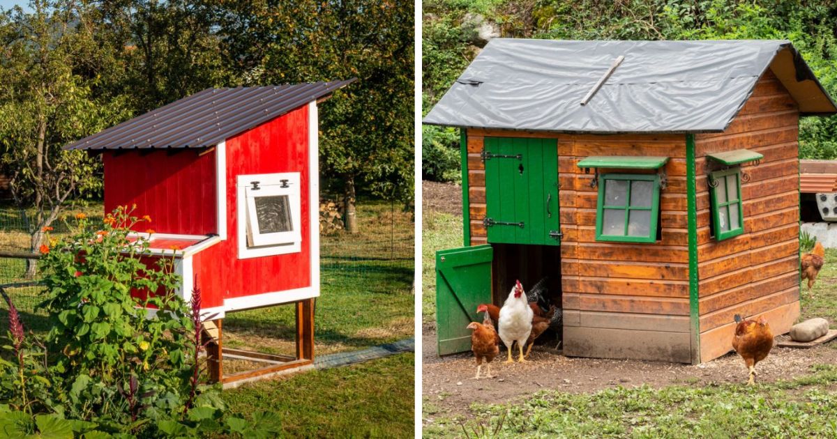 Should a Chicken Coop Have a Window? (Explained) Chicken & Chicks Info