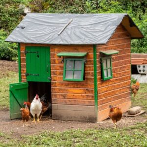 Wooden chicken coop with chickens in a backyard.