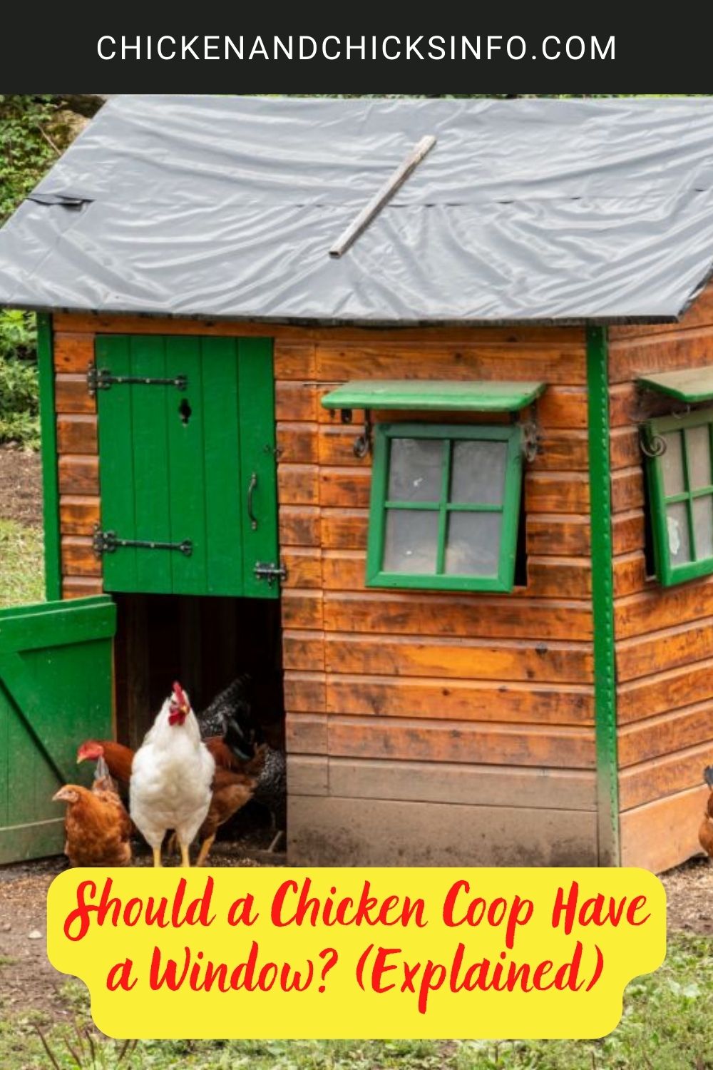 Should a Chicken Coop Have a Window? (Explained) poster.