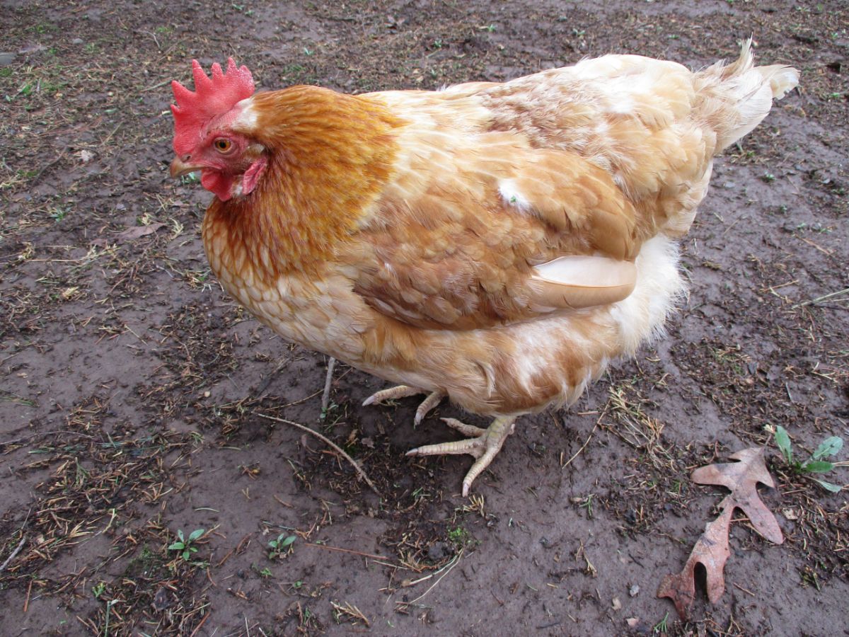 Sick-looking chicken in a backyard.
