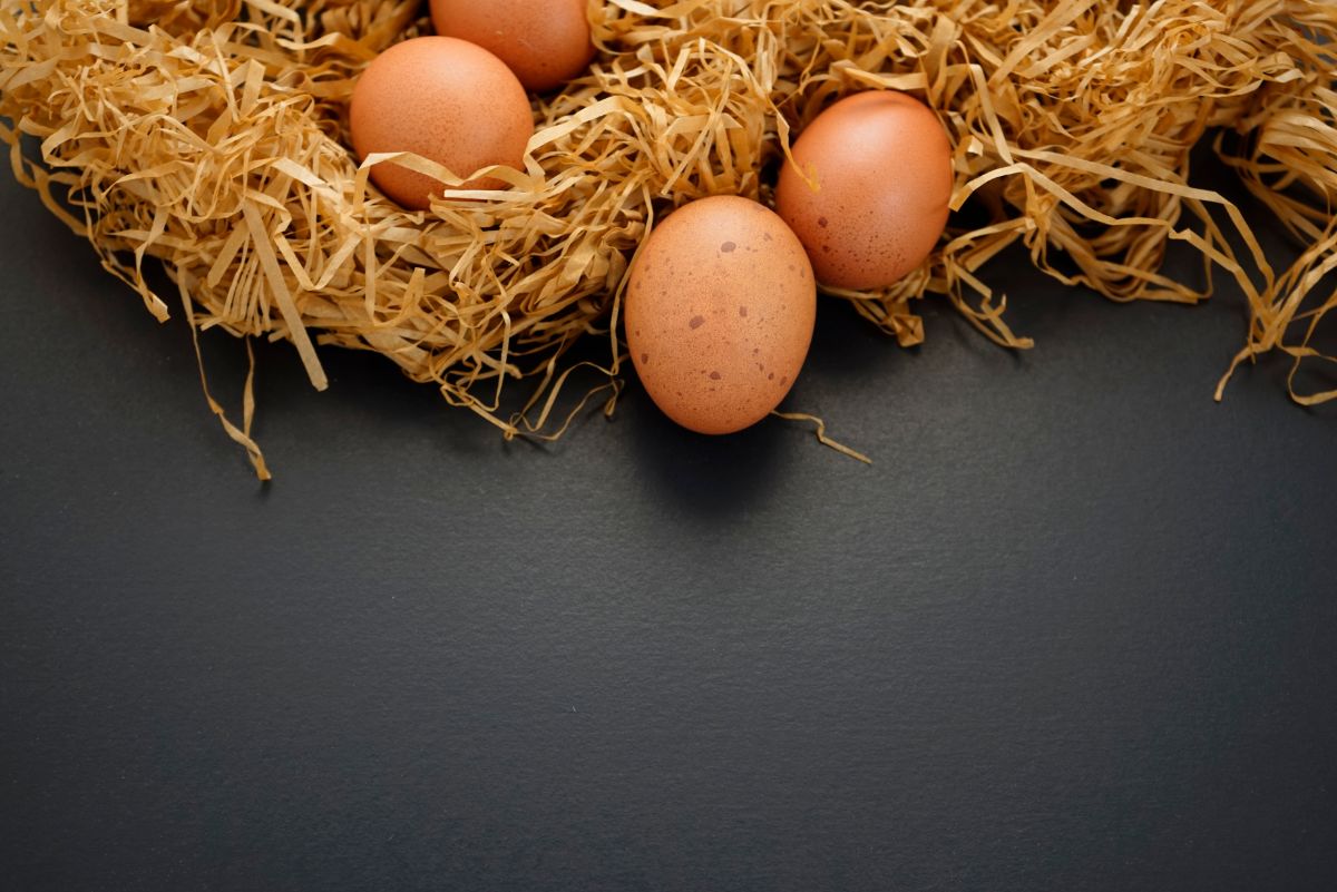 Bunch of speckled eggs.