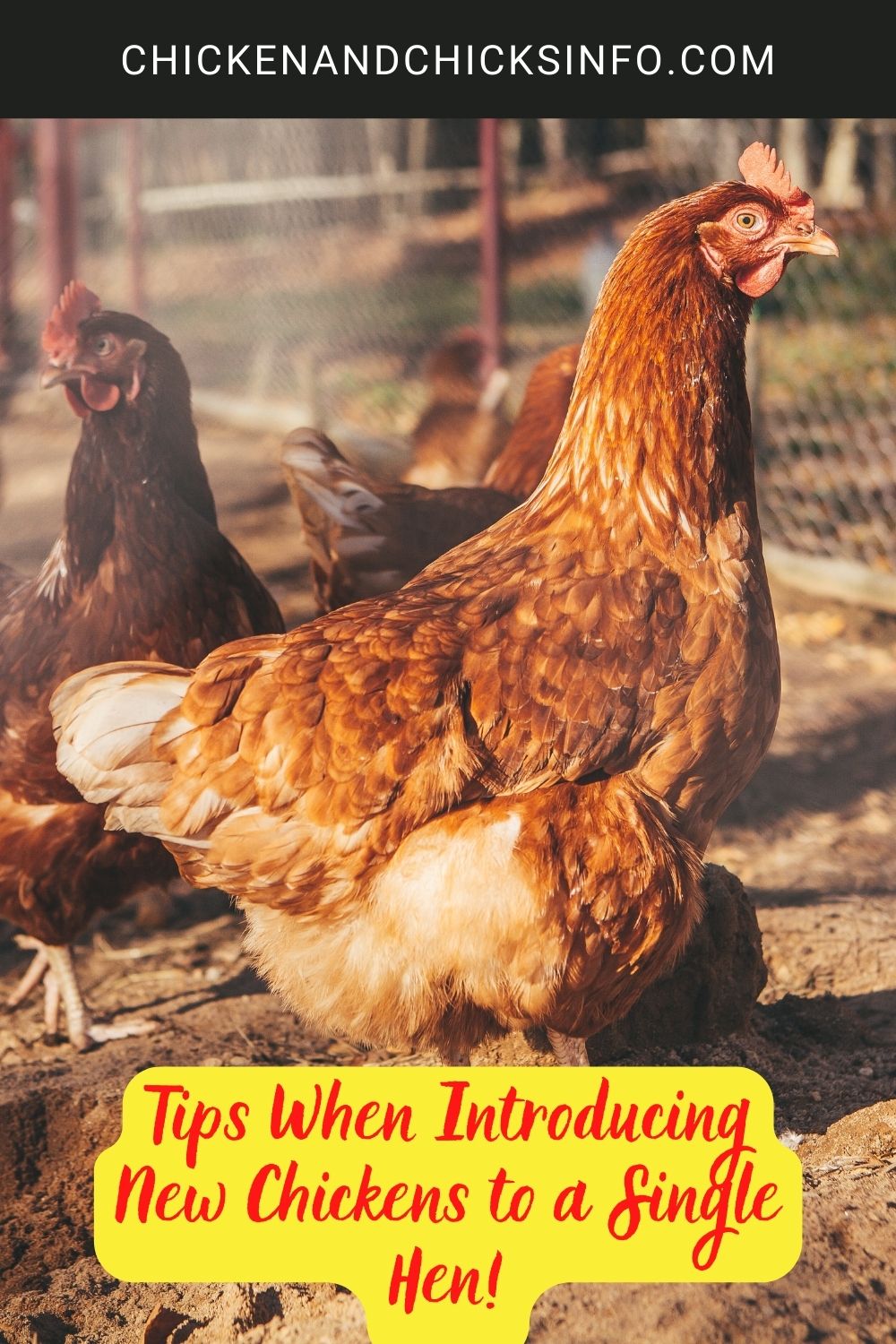 Tips When Introducing New Chickens to a Single Hen! poster.
