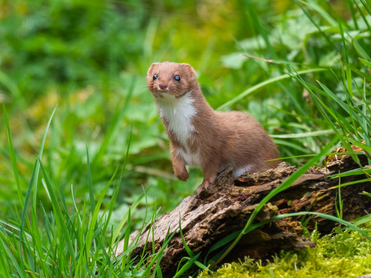 Cute-looking weasel standing on an old tree trunk.