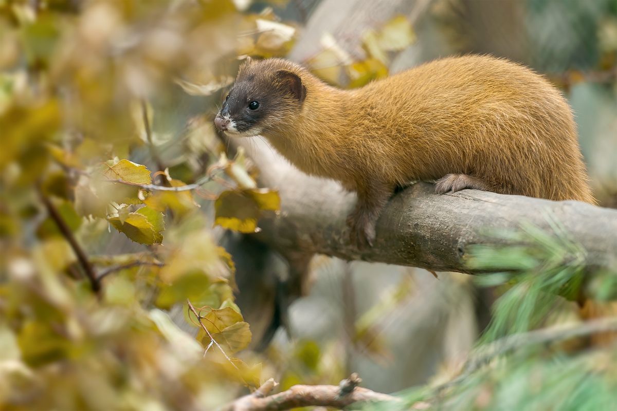 Brown weasel sitting on a tree branch.