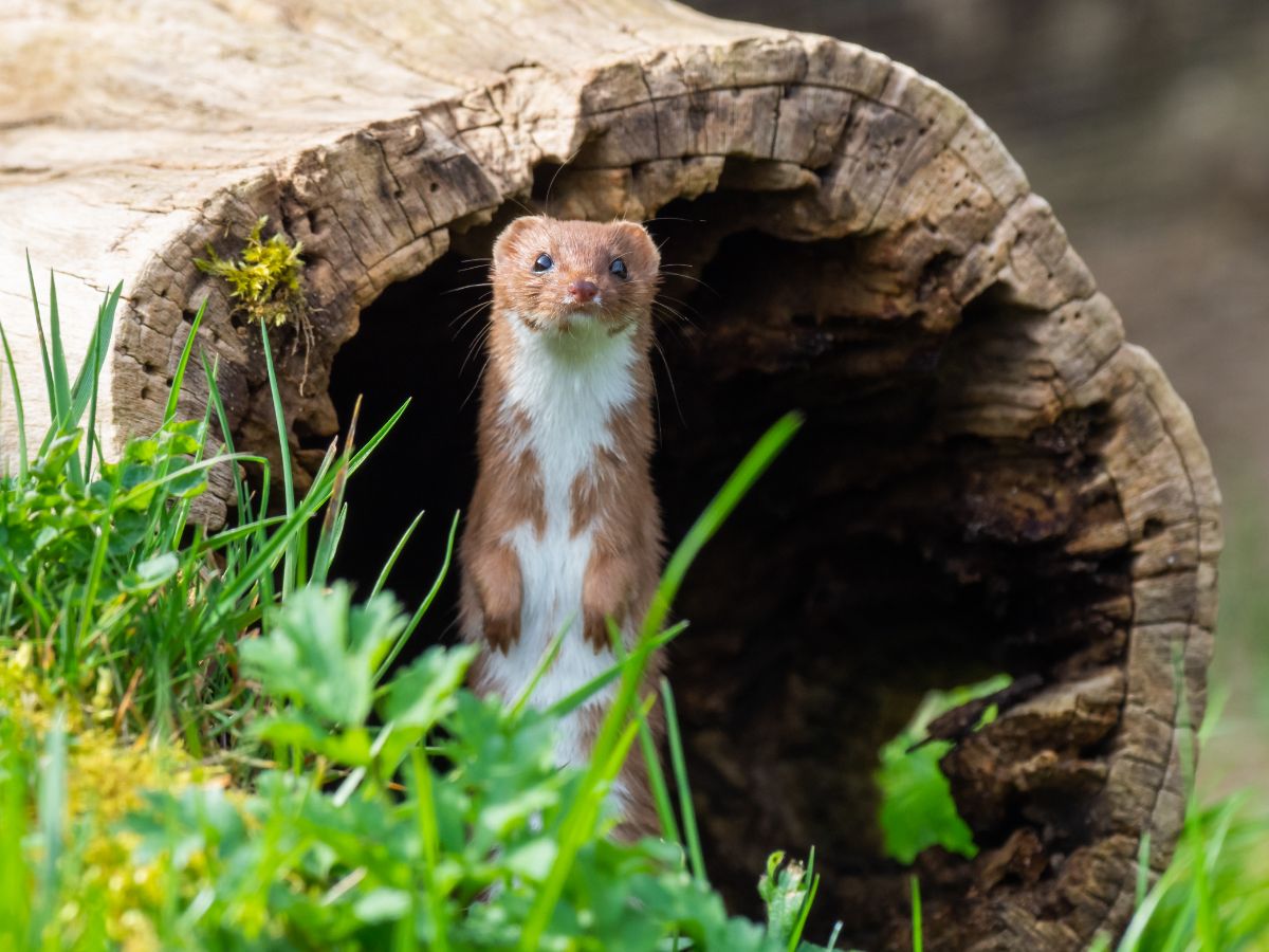 Brown-white weasel standing in an old tree trunk.