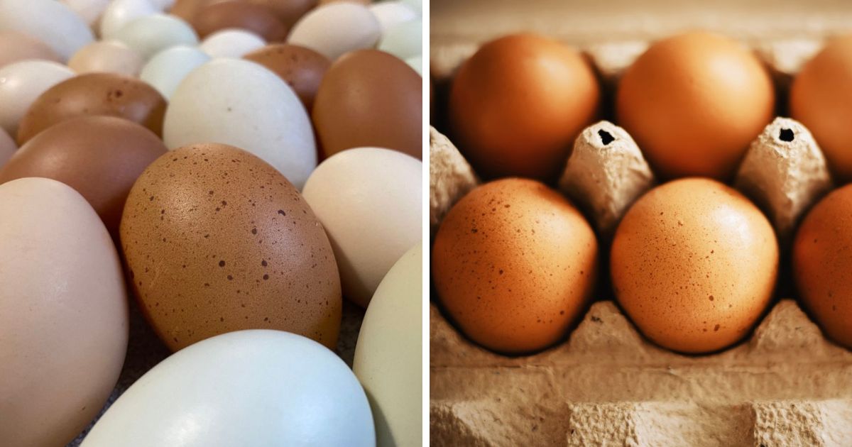 What Chickens Lay Speckled Eggs? (Speckled Breeds!) Chicken & Chicks Info