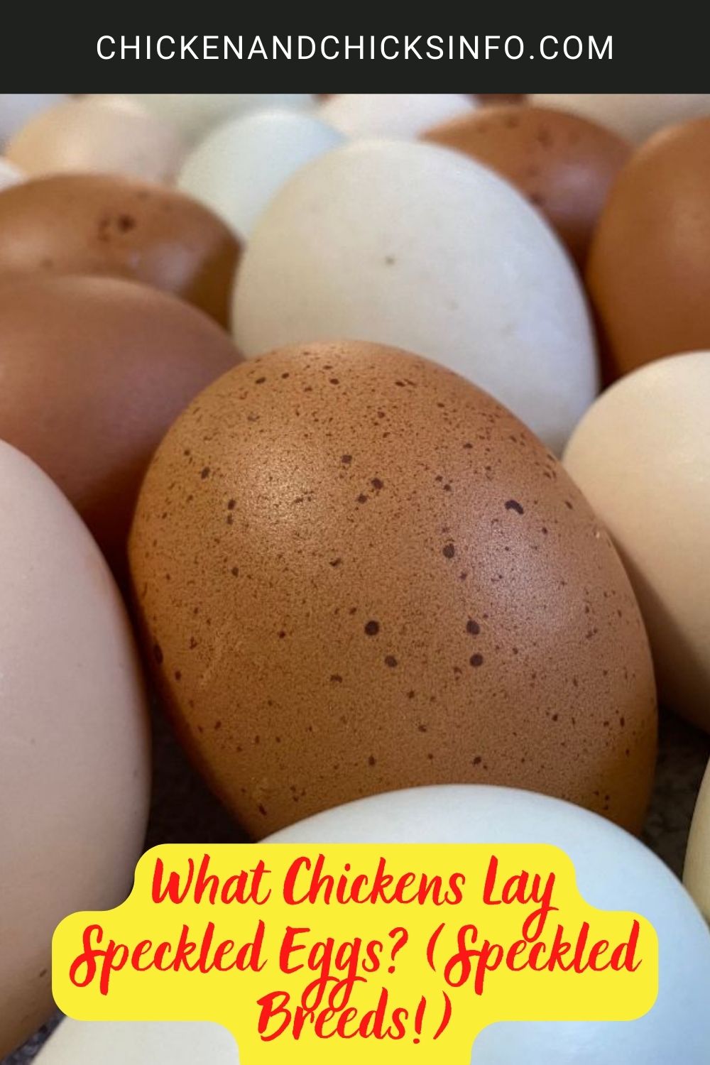 What Chickens Lay Speckled Eggs? poster