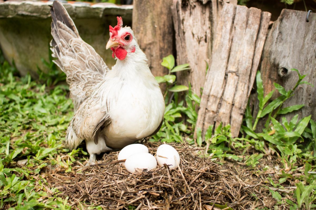 White chicken in a backyard with three eggs.