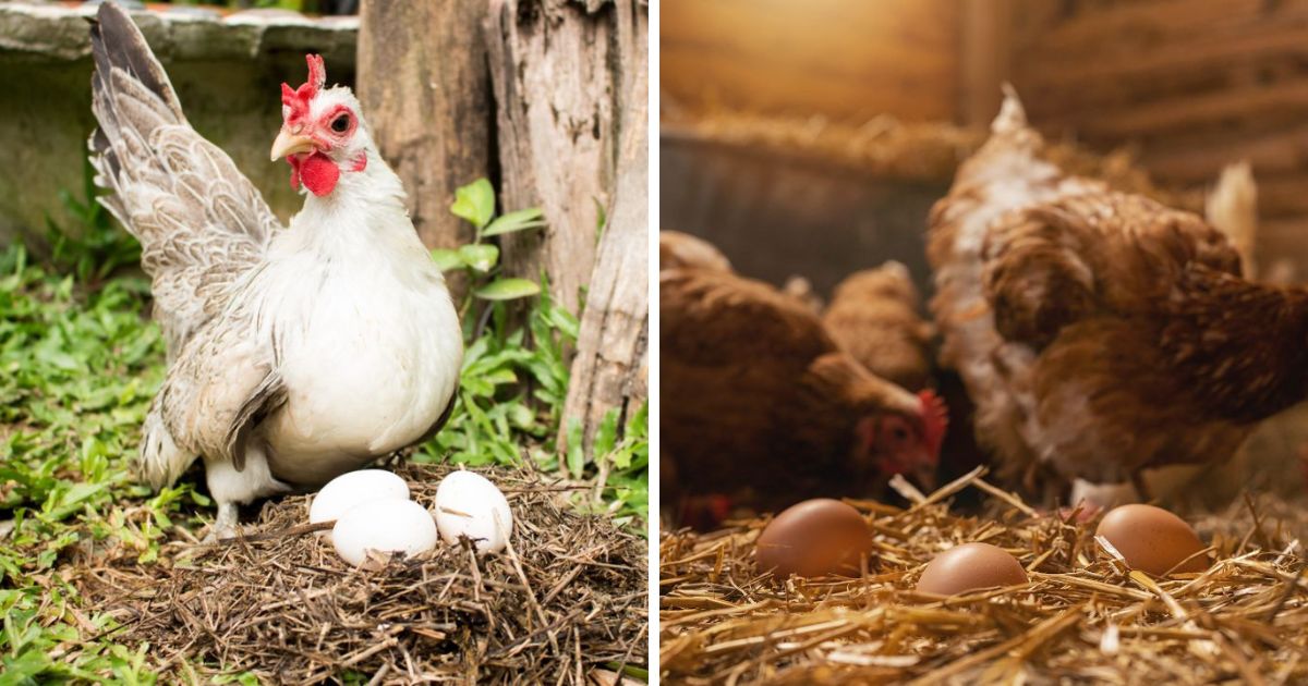 Why Do Chickens Lay Unfertilized Eggs? (Explained) Chicken & Chicks Info