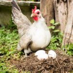 White chicken with three egg in a backyard.