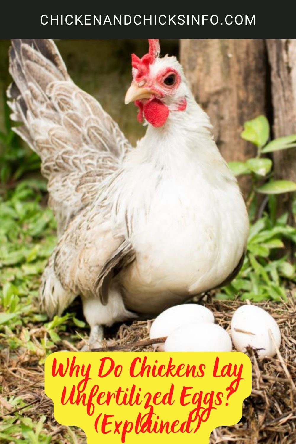 Why Do Chickens Lay Unfertilized Eggs? poster.