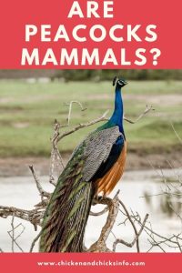 Are Peacocks Mammals