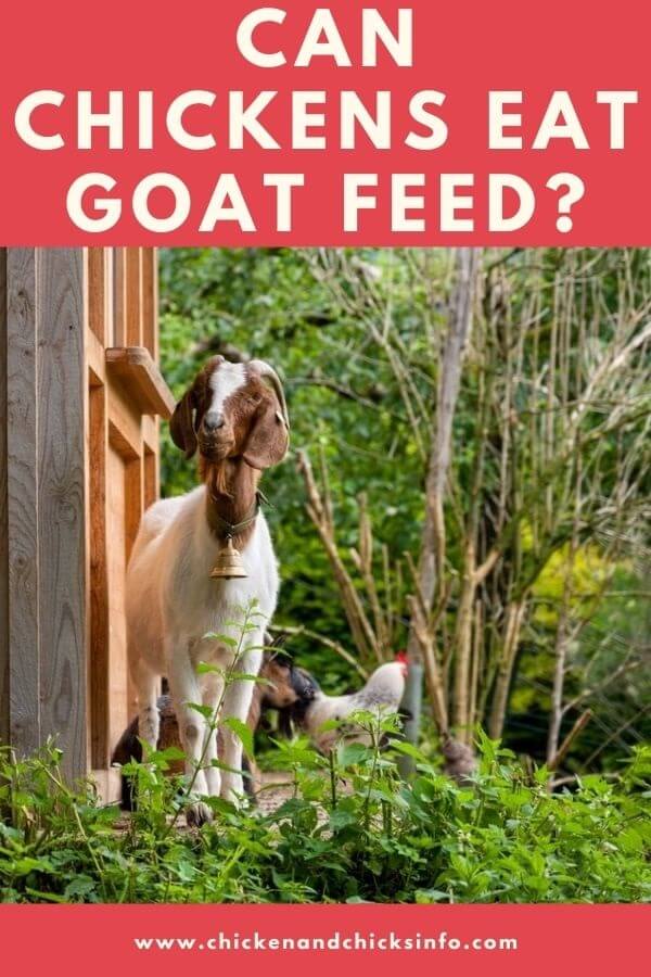 Can Chickens Eat Goat Feed