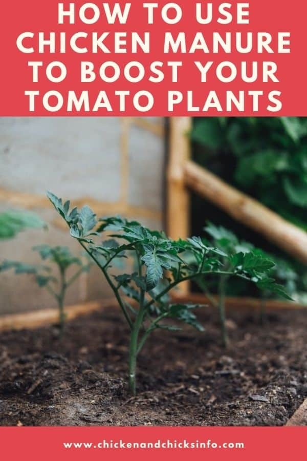 Chicken Manure for Tomatoes Plants