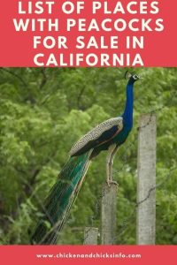 Peacocks for Sale in California
