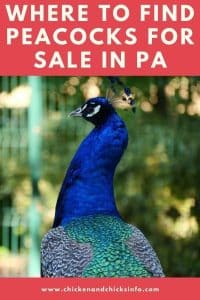 Peacocks for Sale in PA