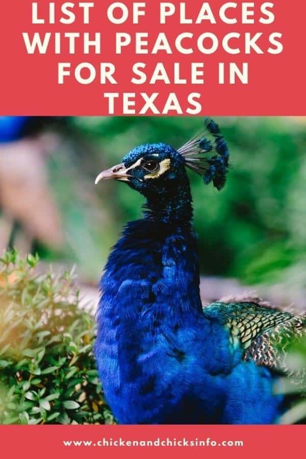 Peacocks for Sale in Texas