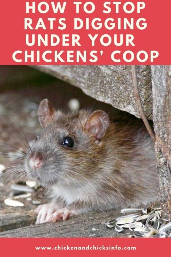 Rats Digging Under Chicken Coop