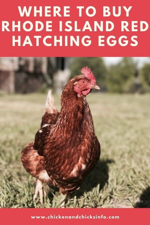 Rhode Island Red Hatching Eggs