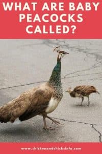 What Are Baby Peacocks Called