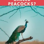 Why Are Peacocks Called Peacocks