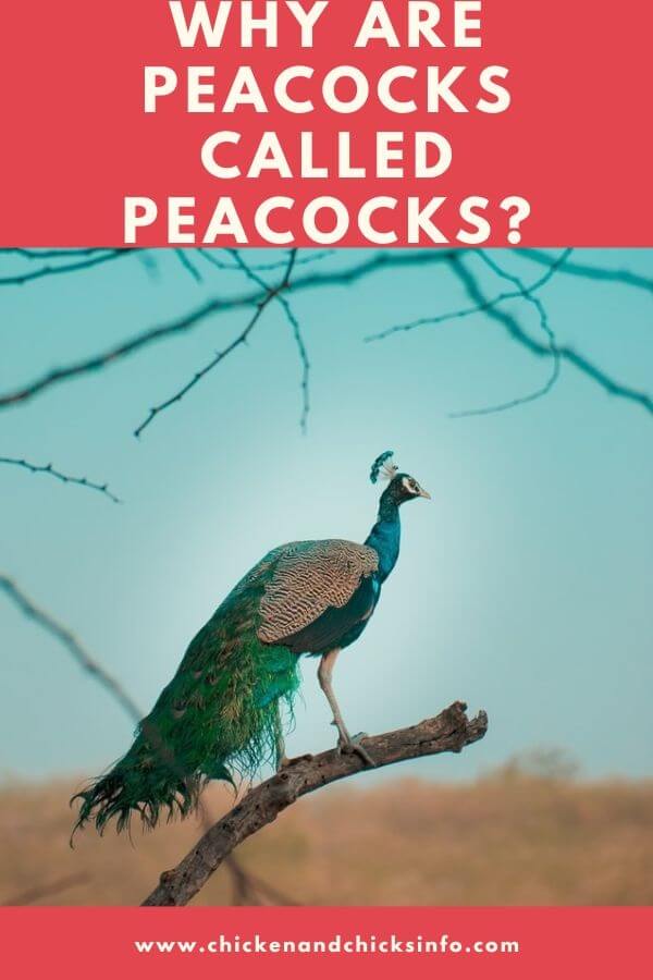 Why Are Peacocks Called Peacocks